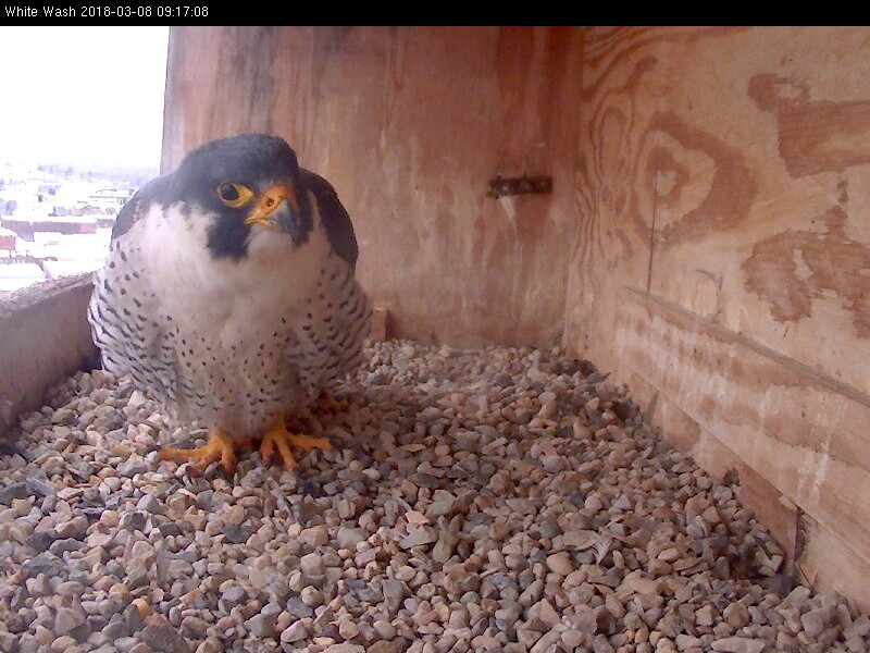 Ares at the nest box