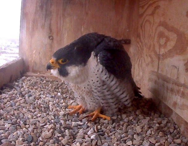 Ares at the nest box