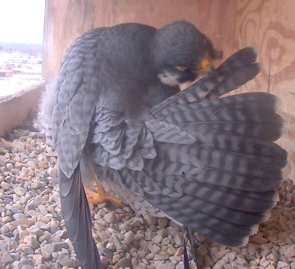 Ares preens his tail feathers