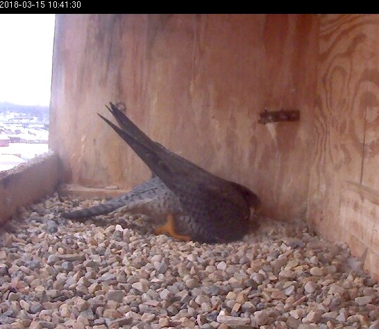 Ares works on his epic nest scrape