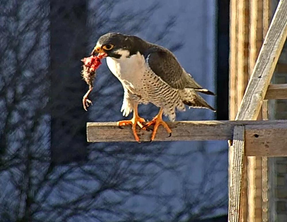 Ares with an appetizing snack for his mate