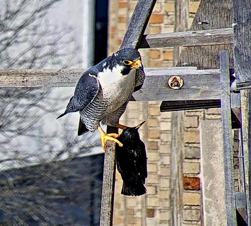 Ares brings back a starling