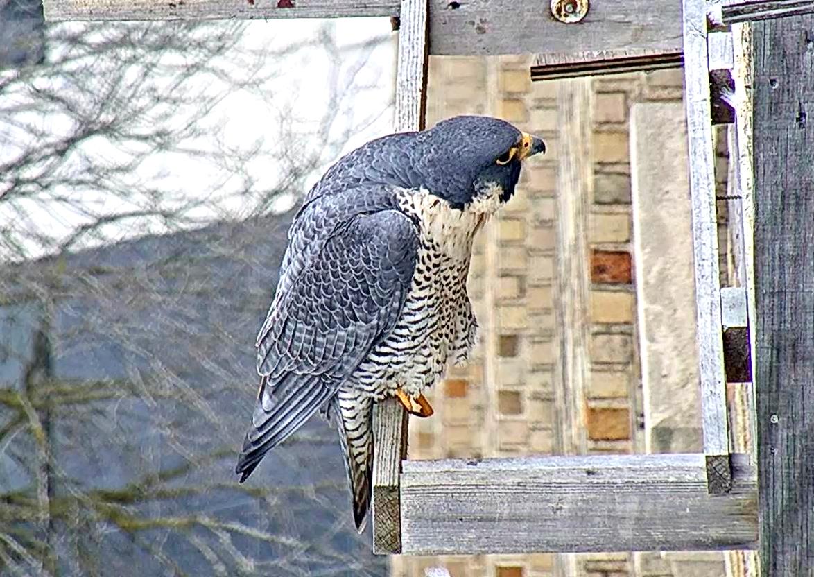 Astrid on the cross-perch