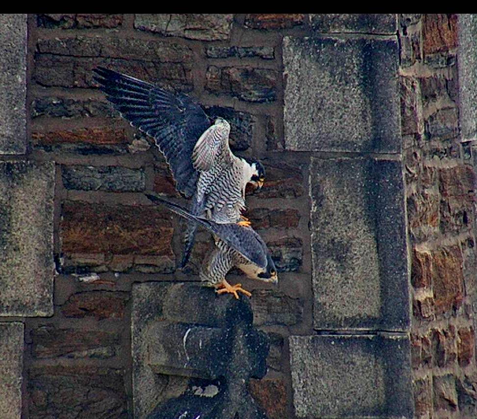 Mating on the steeple