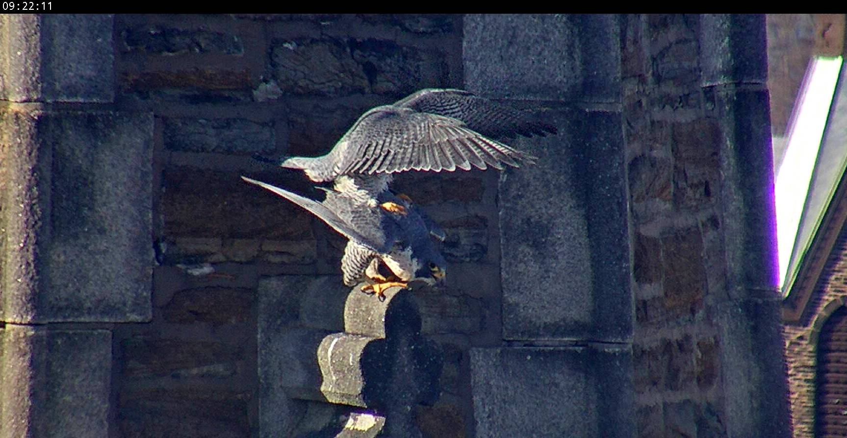 mating on the Steeple