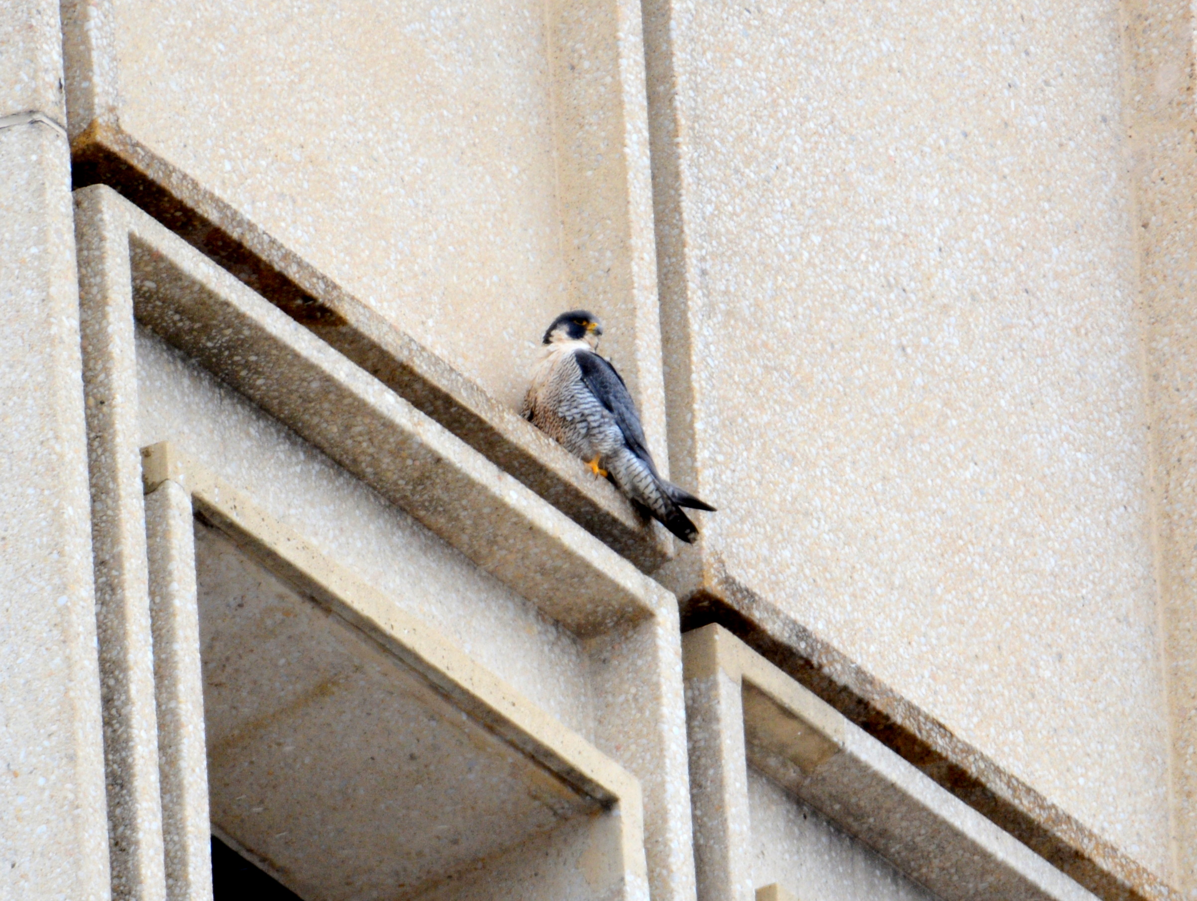 Astrid on the State Building