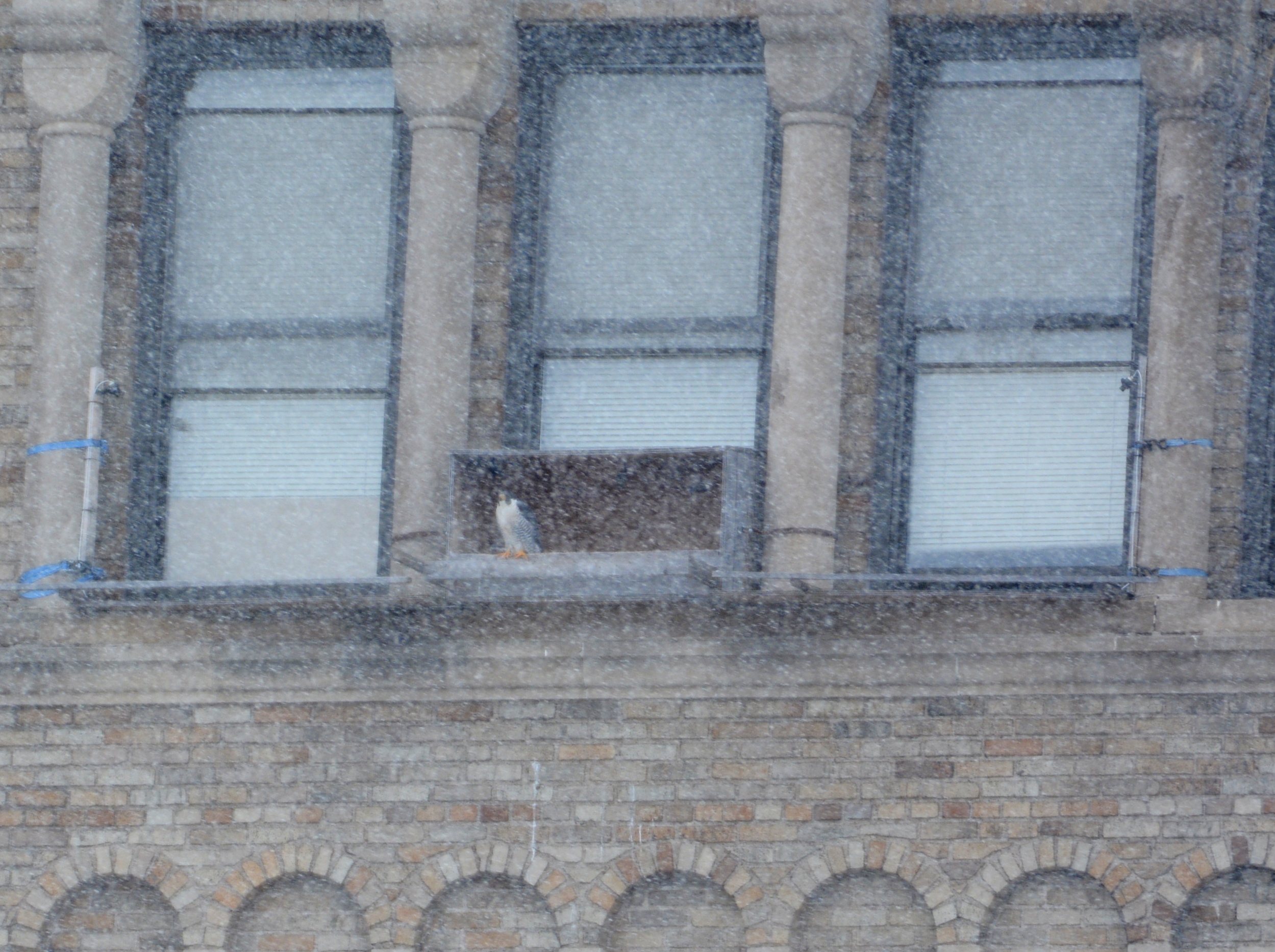 Ares looks out of the box during a thick snow squall