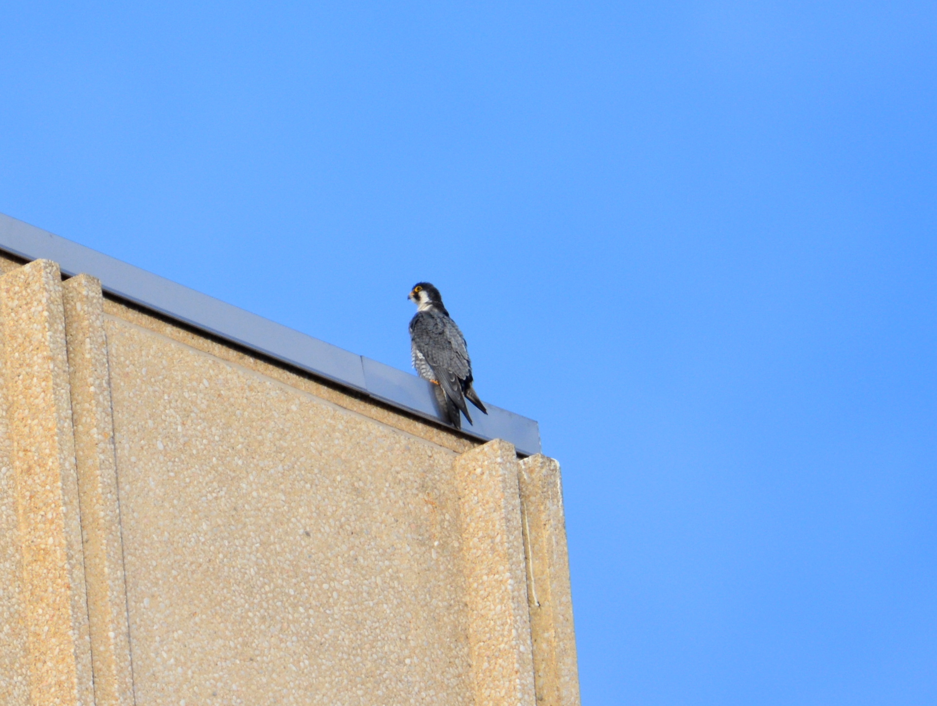 Ares at his lookout post on top of the State Building