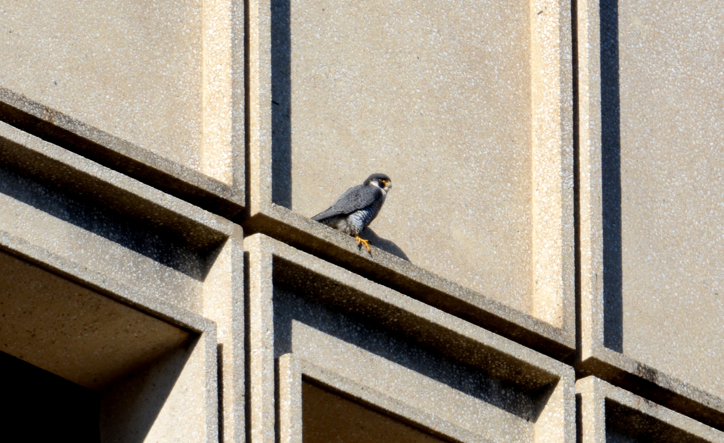 Astrid on the State Building