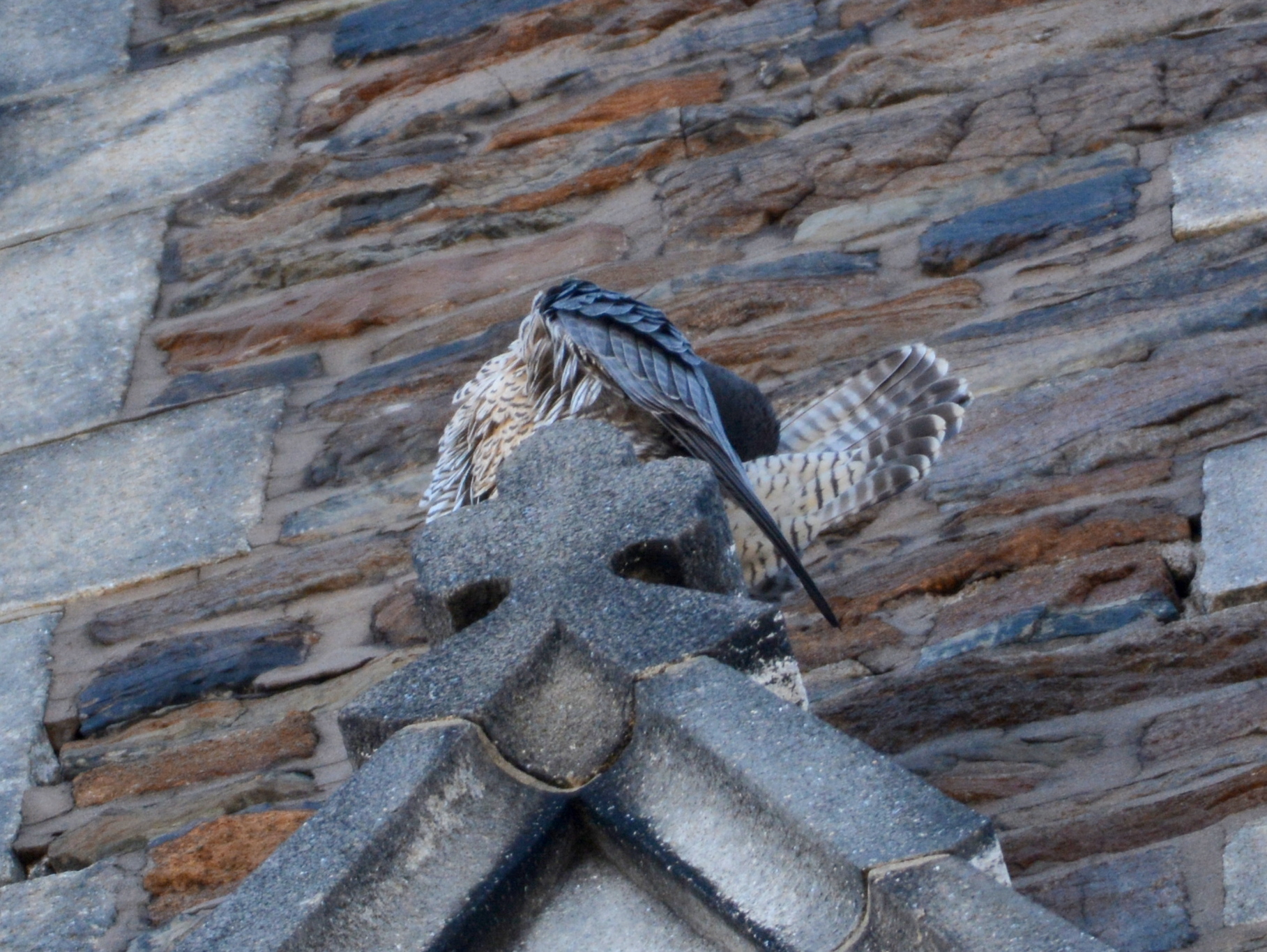 Astrid deep into preening