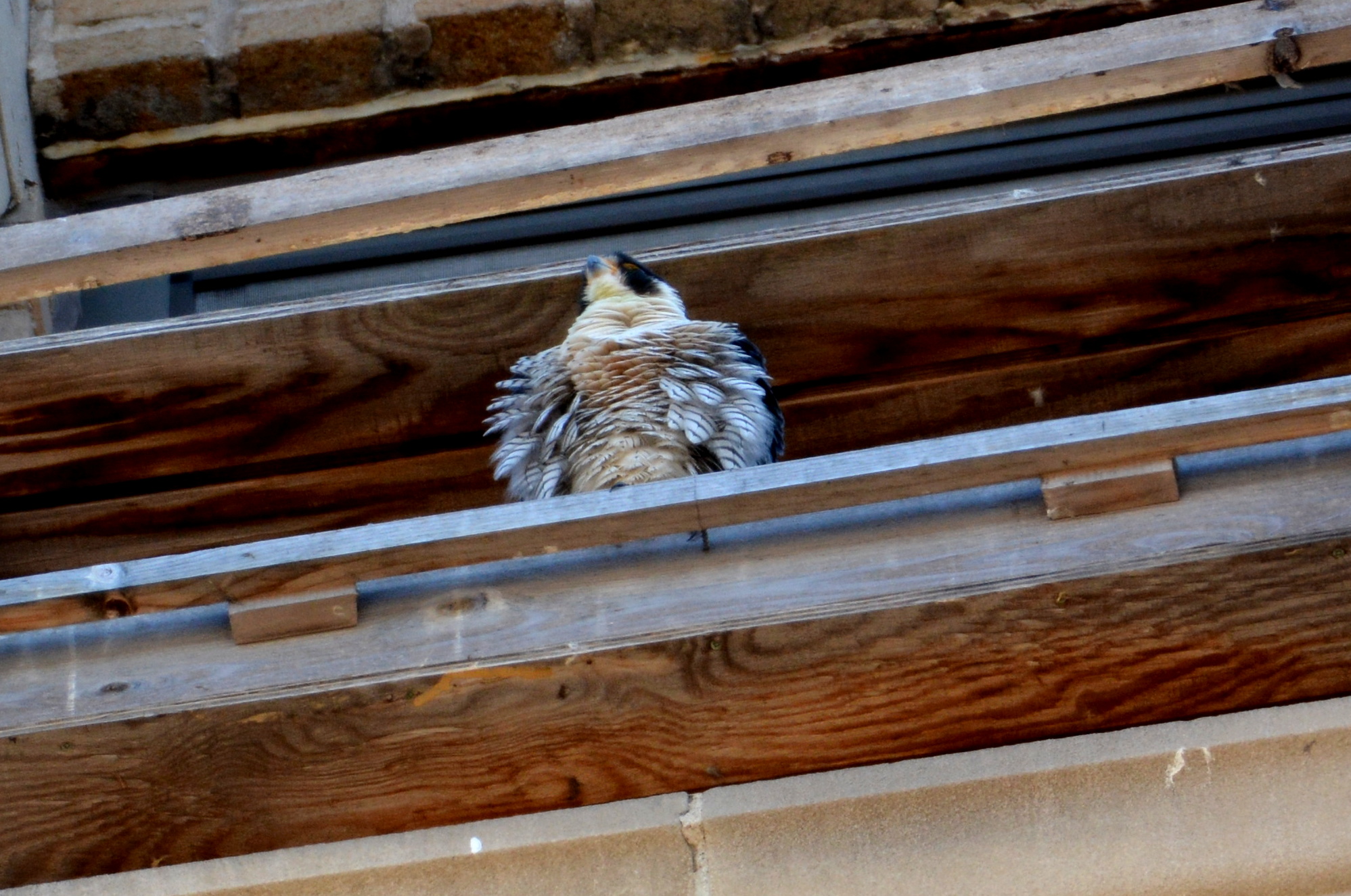 Ares at the nest box