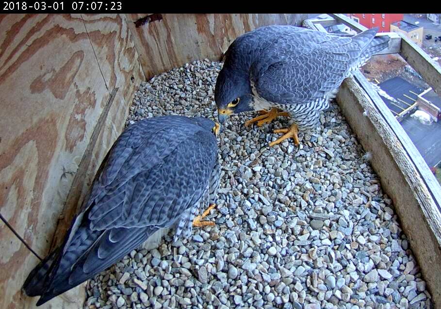 An early ledge display or "dance" at the nest box