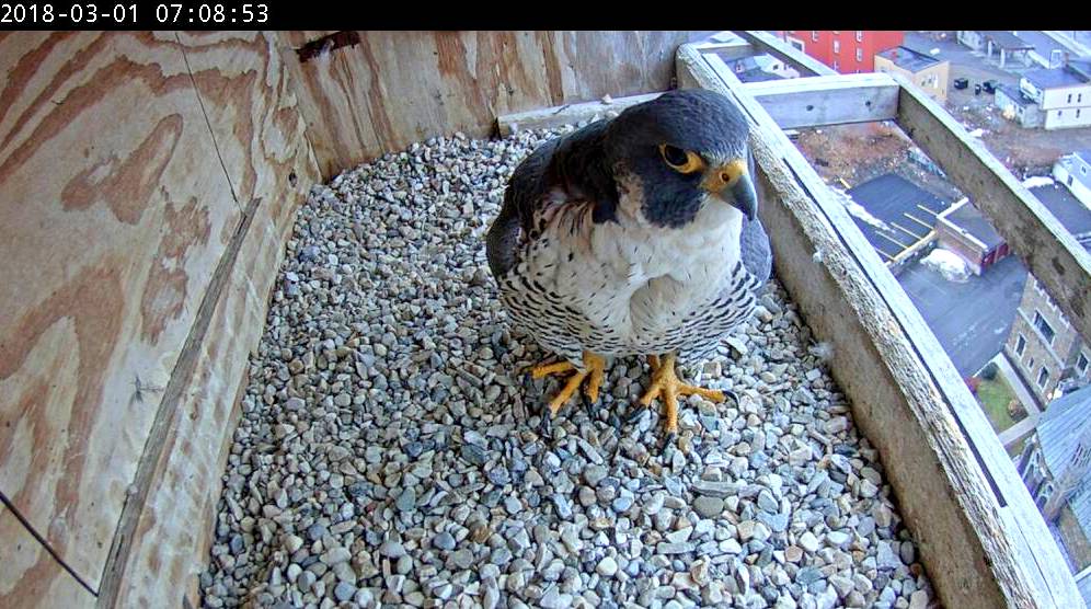 Astrid does some housekeeping in the nest box after Ares leaves