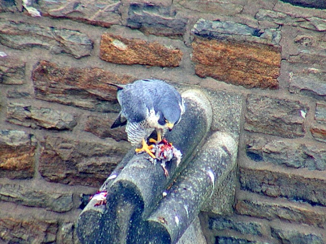 Astrid feeding on the steeple