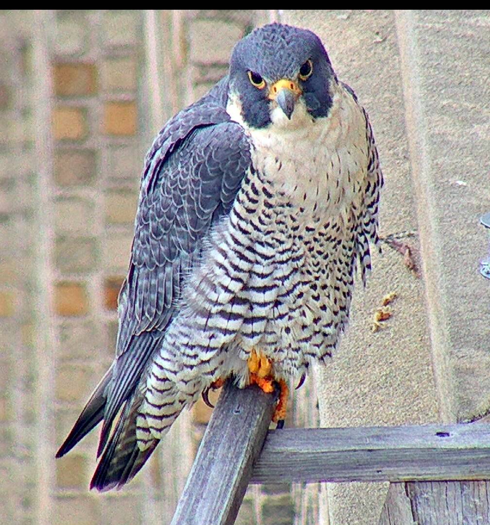 Astrid on the edge of the veranda's cross perch