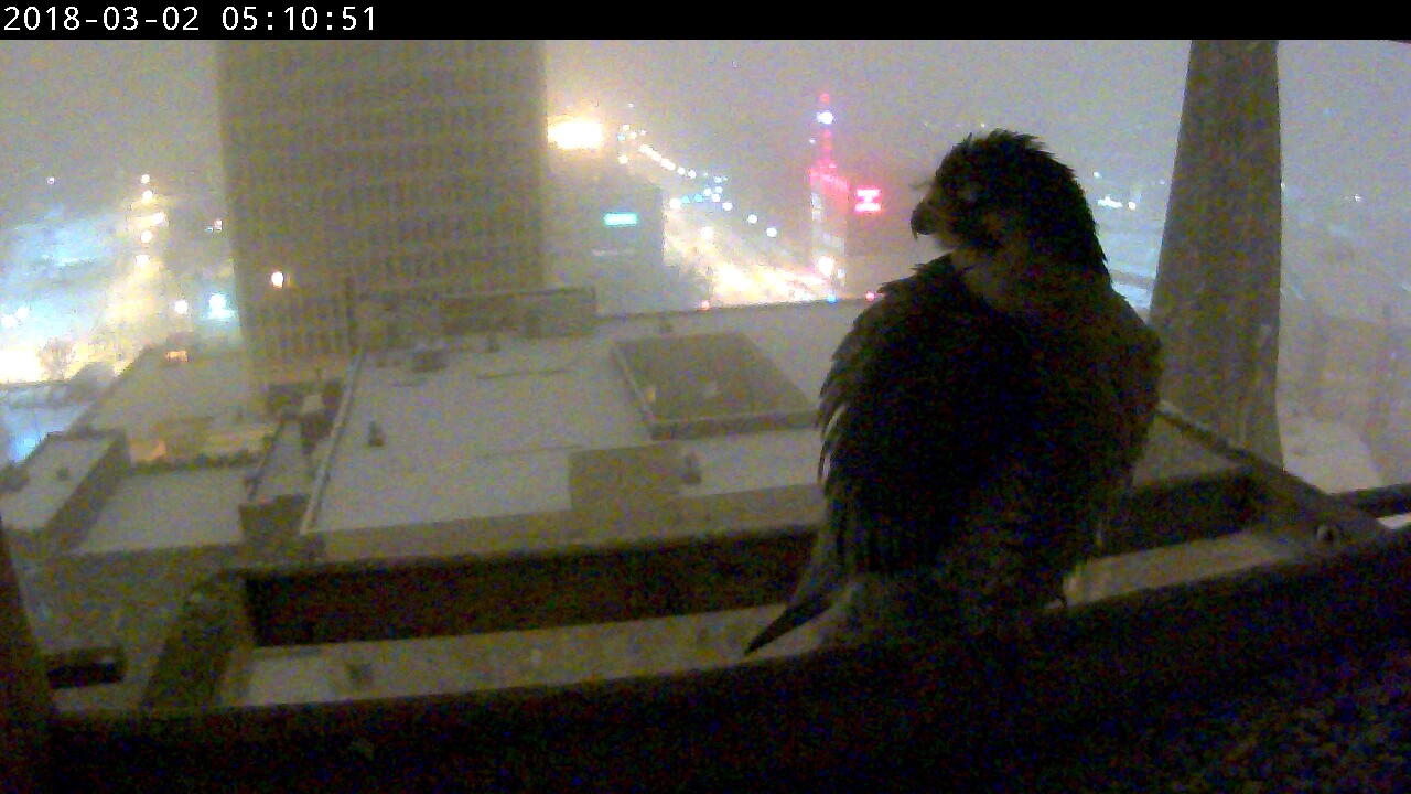 Ares arrives at the nest box well before dawn, which is typical