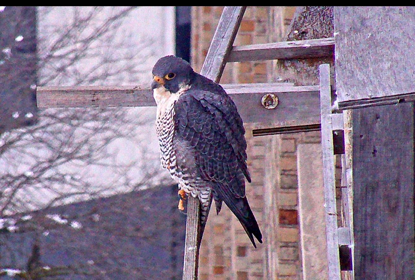 Astrid on the box's cross perch