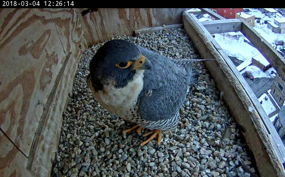 Astrid in the nest box