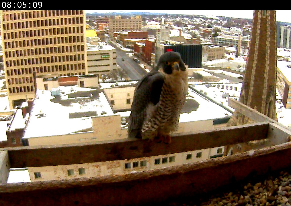 Astrid on the cross-perch