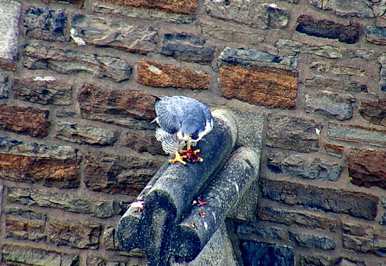 Astrid eats her gift on the steeple