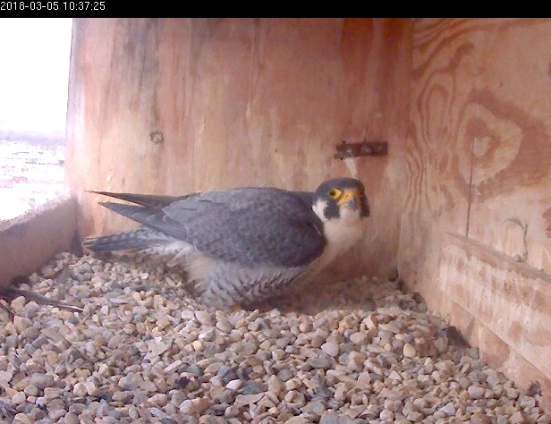 Ares works on the huge nest scrape in the corner of the box