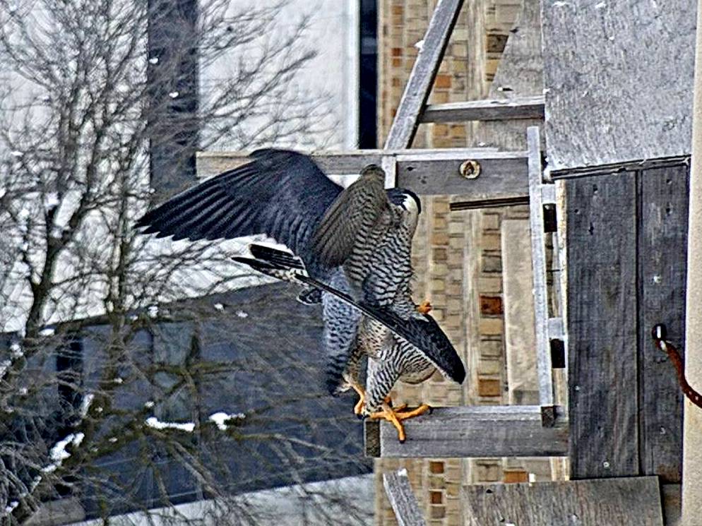 One of several successful mating attempts