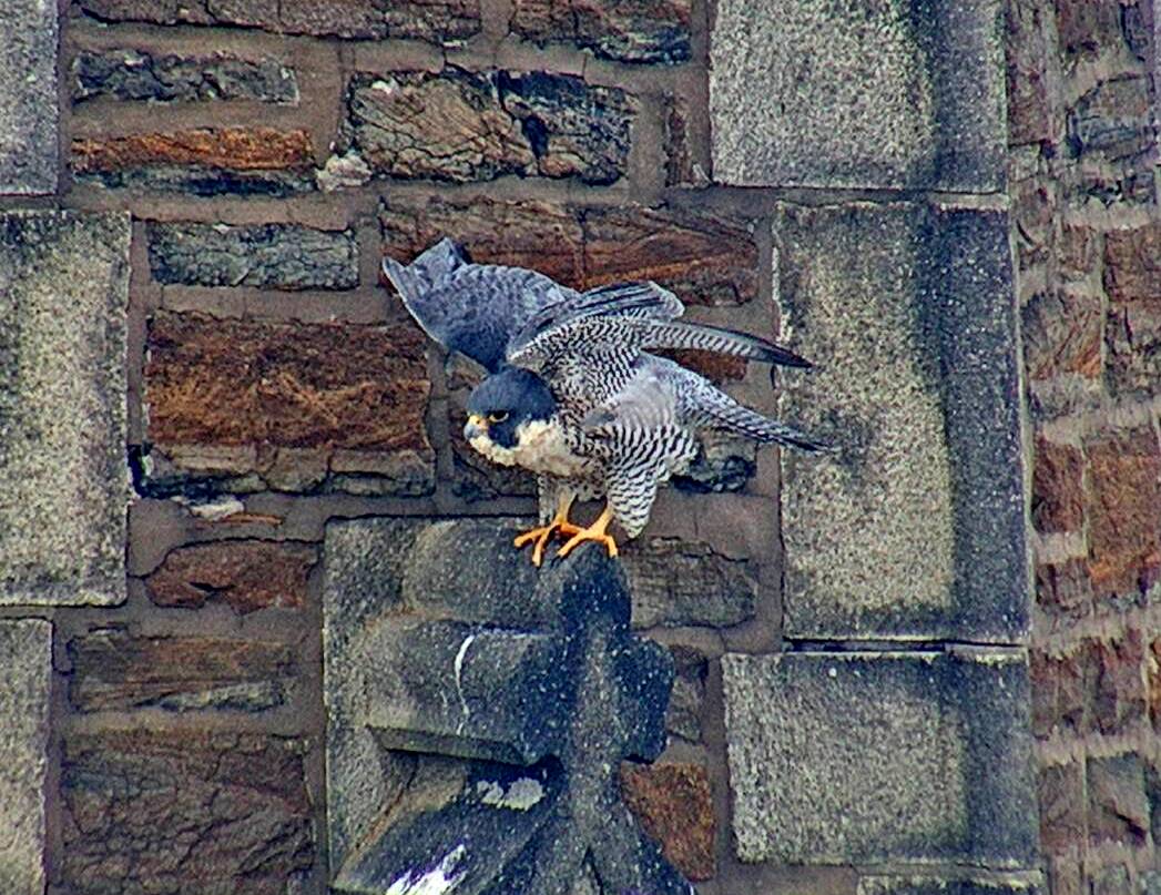 Astrid has a stretch on the steeple perch