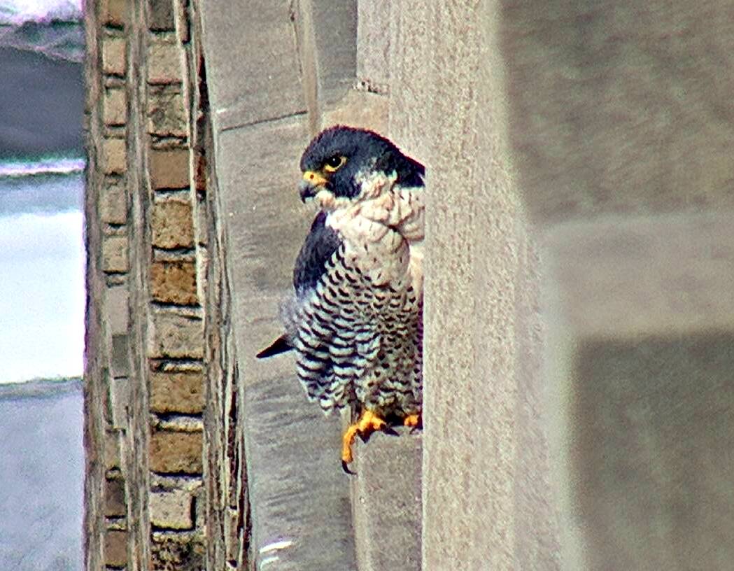 Astrid on a window ledge west of the nest box