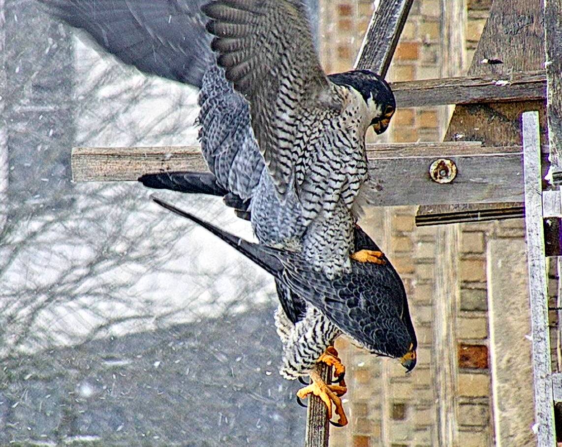 Mating at the nest box