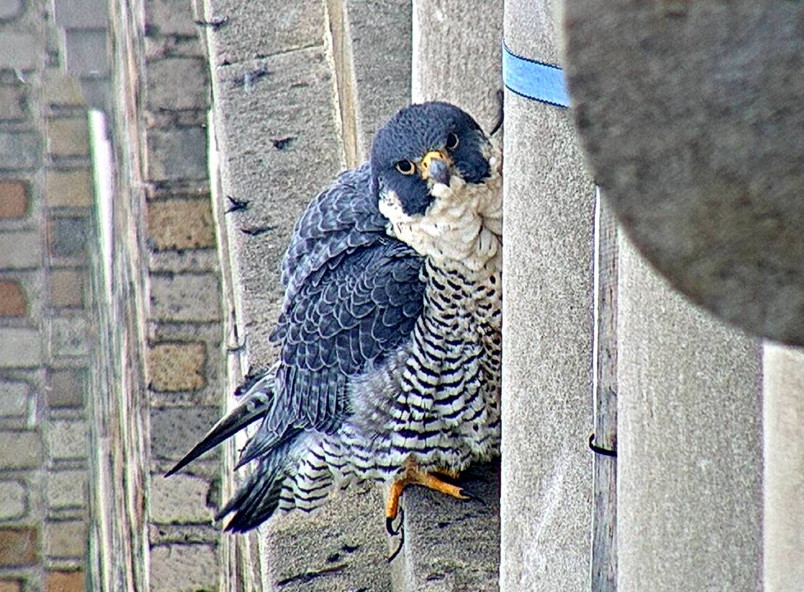 Astrid finds a perch on a window ledge west of the nest box