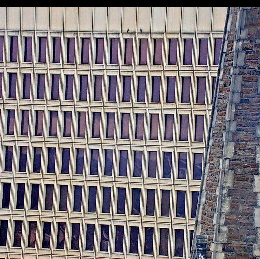 The two falcons on adjoining ledges