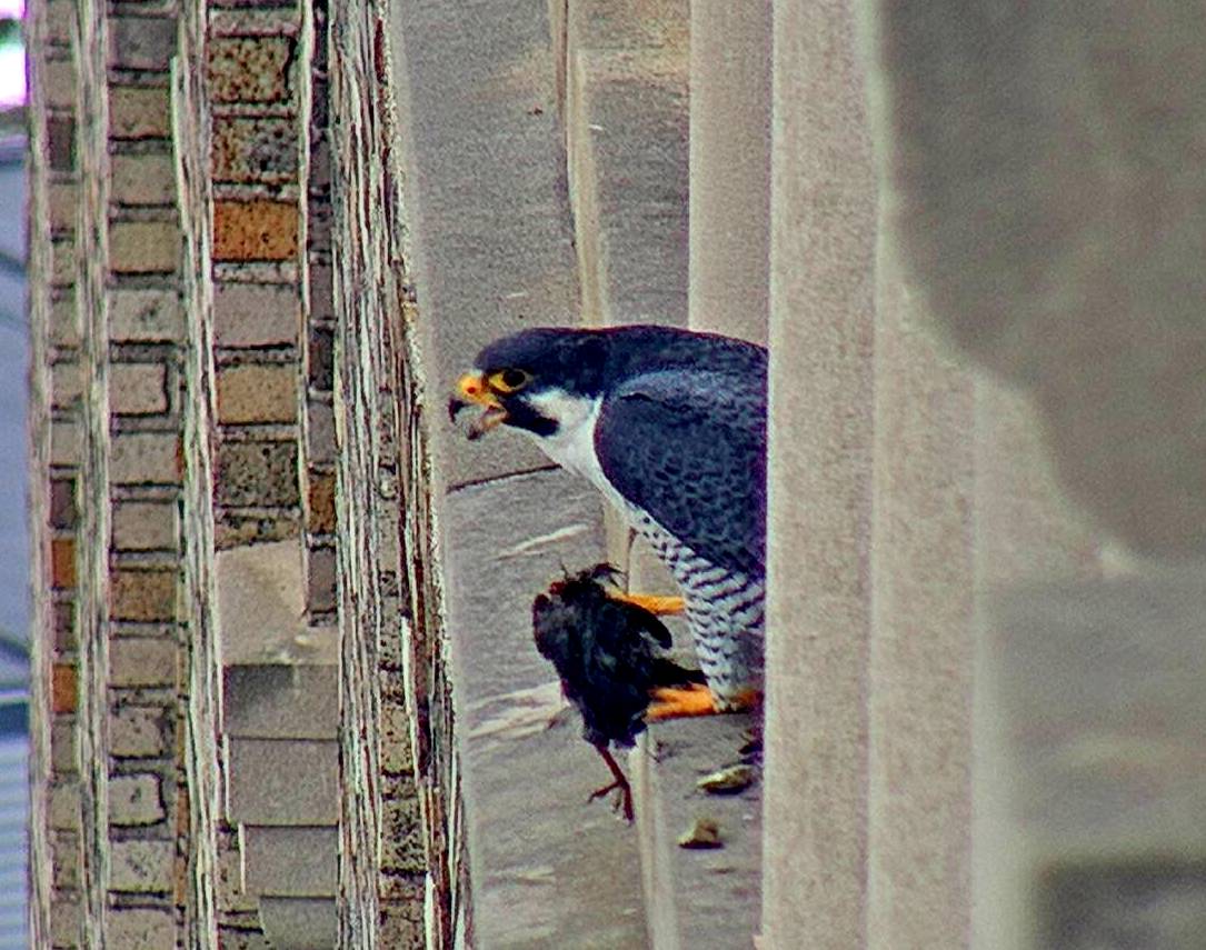 Ares with prey a the window ledge west of the nest box