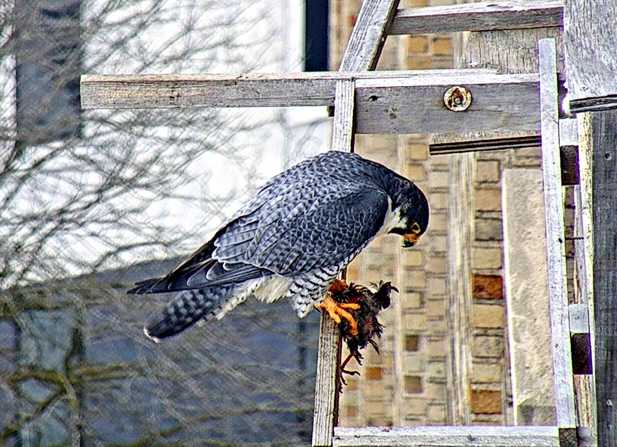 Ares with prey on the cross perch