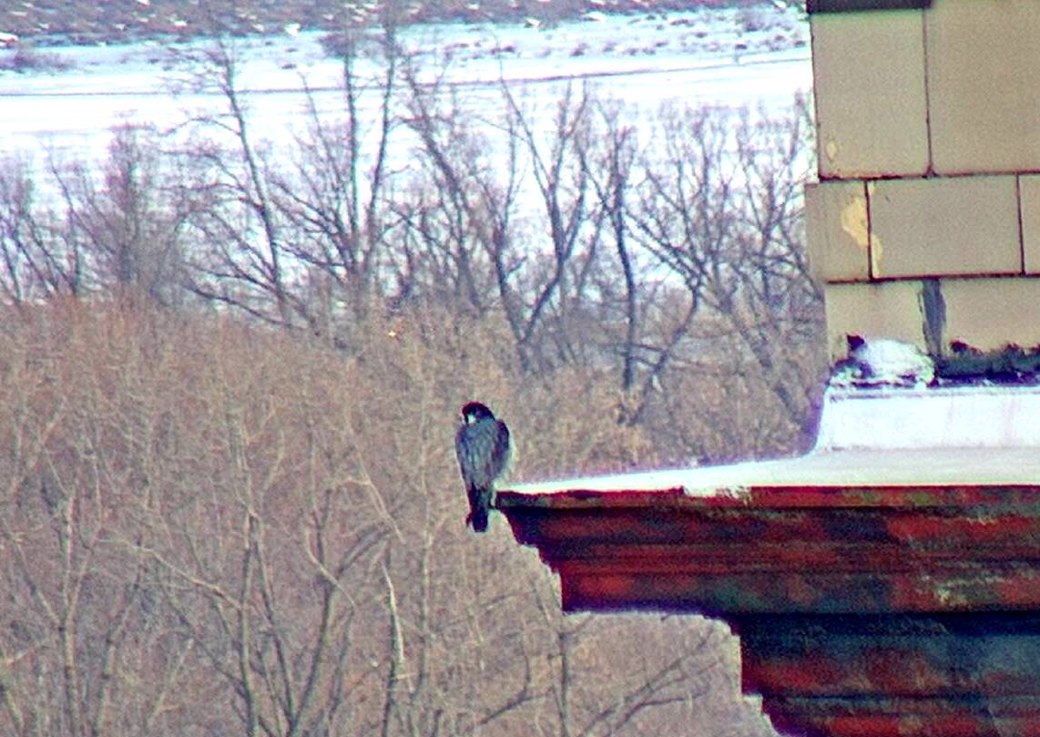 Ares looks out for Prey and possibly for Astrid - note the Utica Marsh in the backround