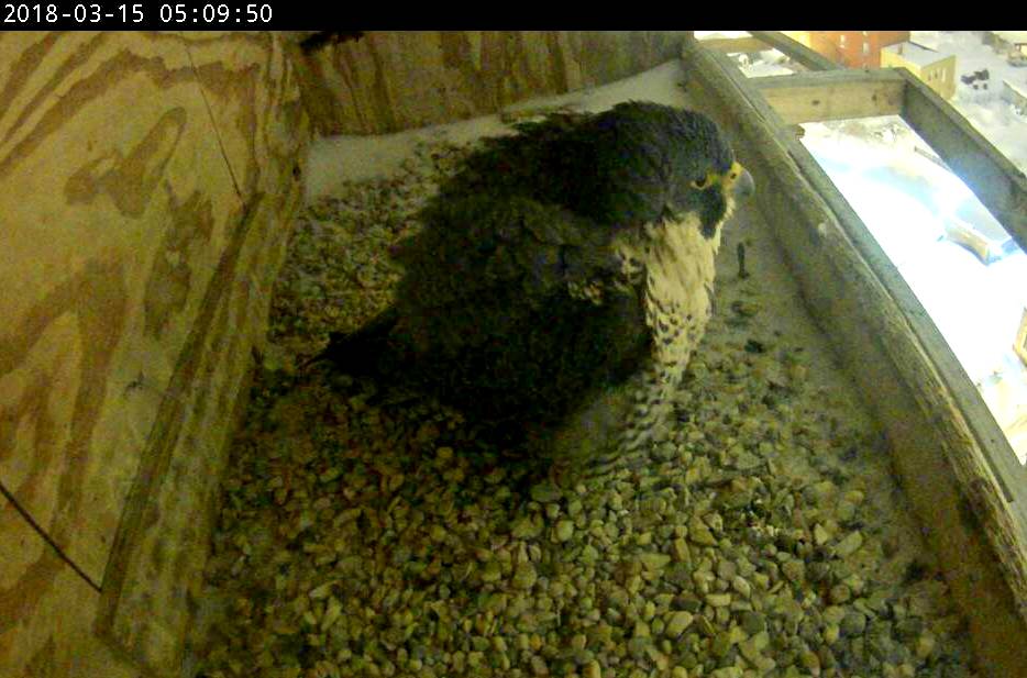 Astrid remains in the box for a while in the early AM