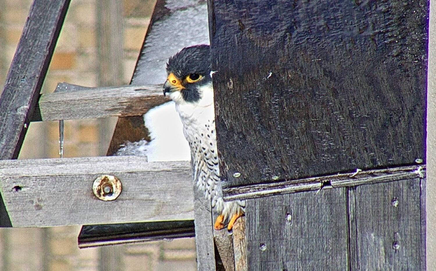 Ares looking out from the nest box