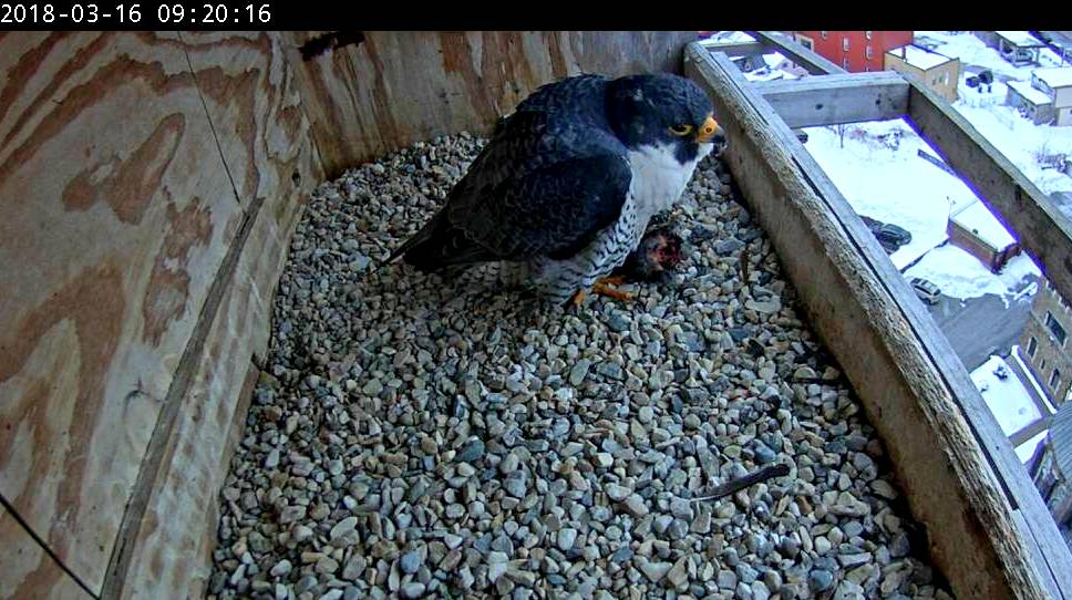 Ares waits with a food tribute in his talons