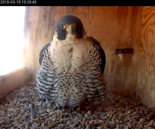 Astrid is getting closer to laying her first egg of the season