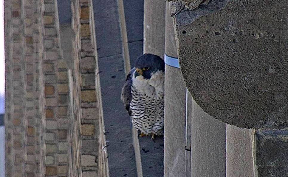 Astrid was on a window ledge west of the nest box