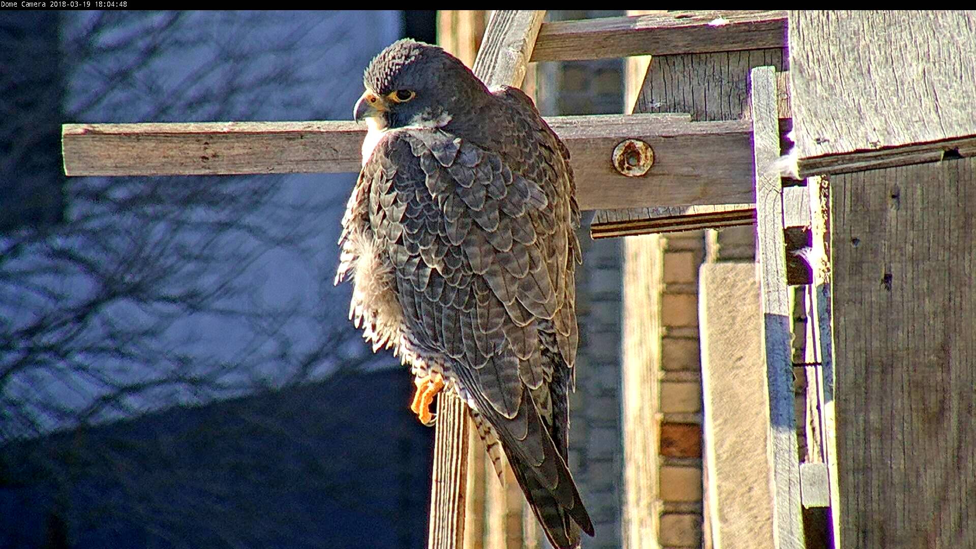 Astrid on the cross perch