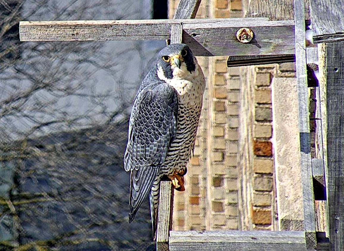 Astrid on the cross-perch