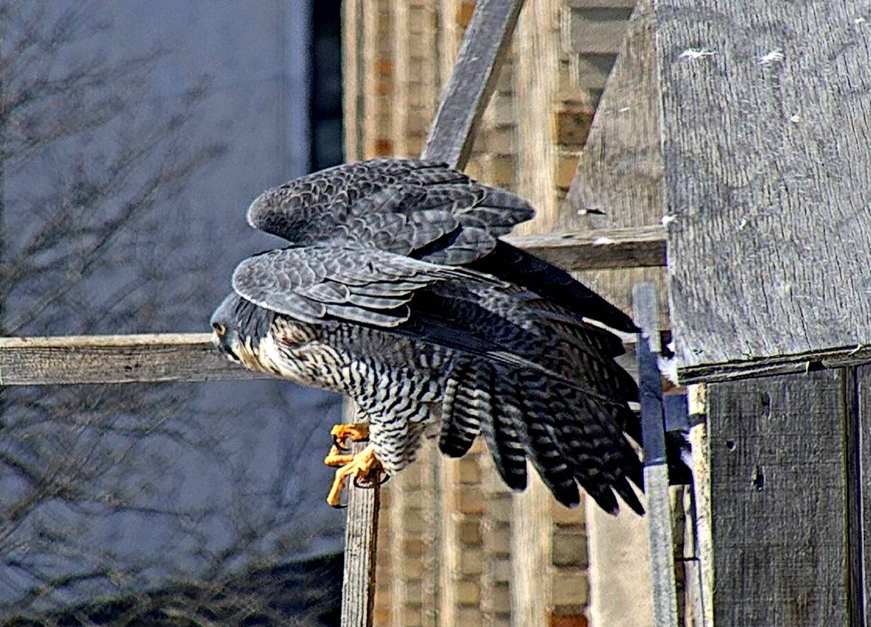 Astrid stretches out her feathers