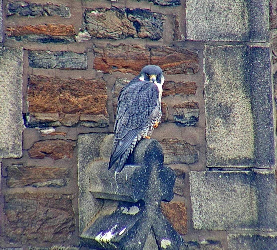 Astrid decided the steeple perches were cool again