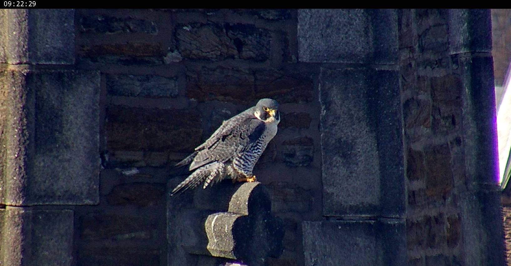 Astrid on the steeple