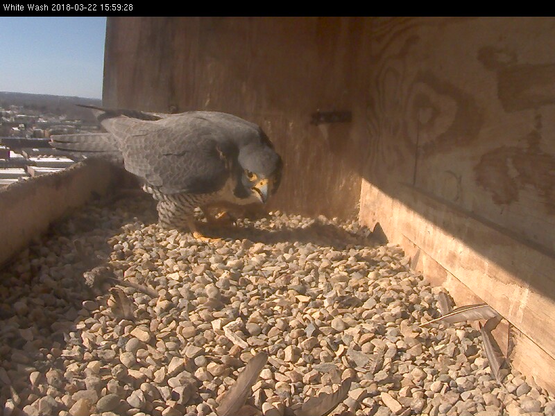 Astrid checks out Ares scrape for size