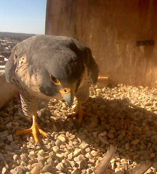 Astrid looking to make her own scrape