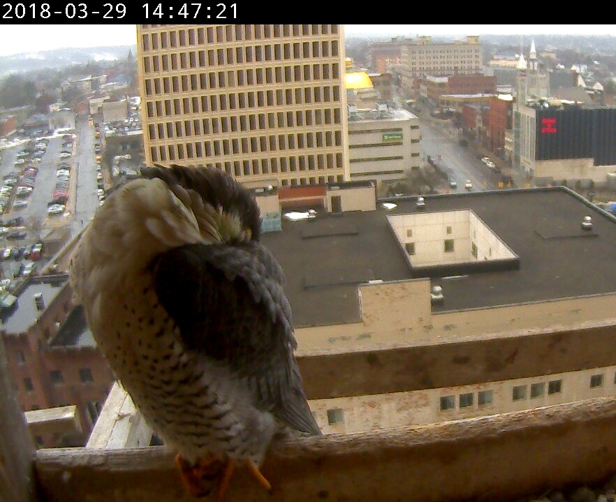 dozing falcons