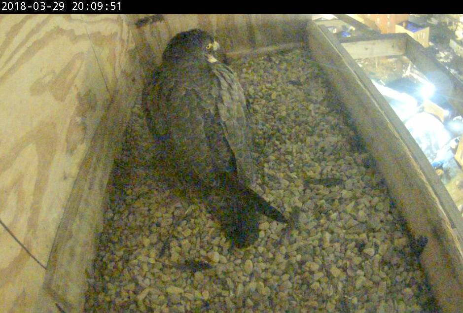 Thursday night - Astrid sitting in the box and looking like she was about to lay