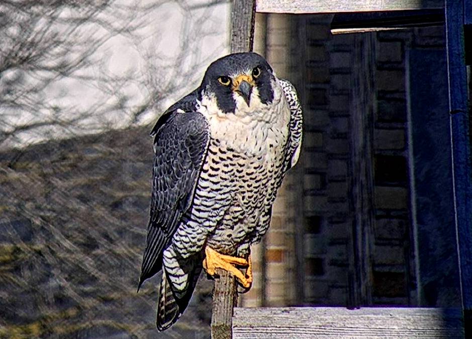 Astrid on the cross perch