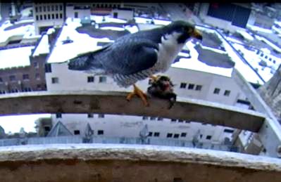 Ares at the nest box with prey